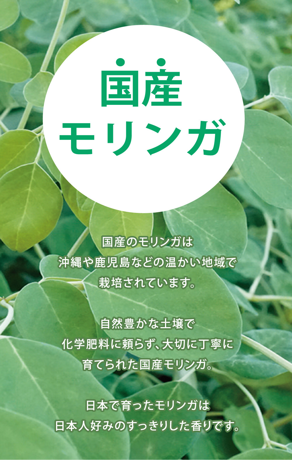 国産のモリンガは沖縄や鹿児島などの暖かい地域で栽培されています。 自然豊かな土壌で化学肥料に頼らず、大切に丁寧に育てられた国産モリンガ。 日本で育ったモリンガは日本人好みのすっきりした香りです。
